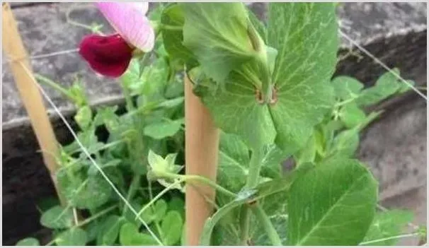 盆栽豌豆的种植步骤及注意事项 | 自然知识
