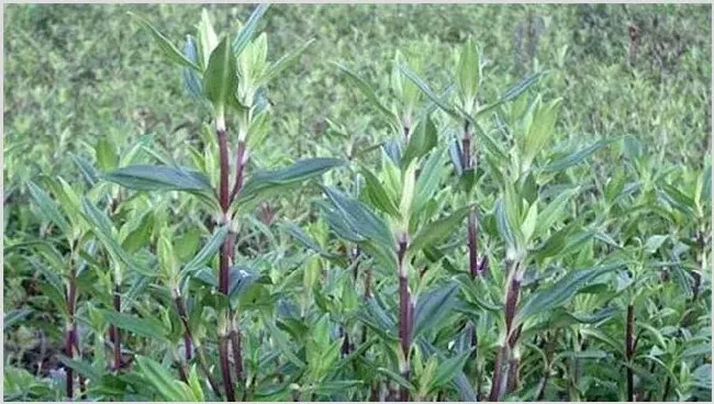 龙胆草种植注意事项 | 自然知识