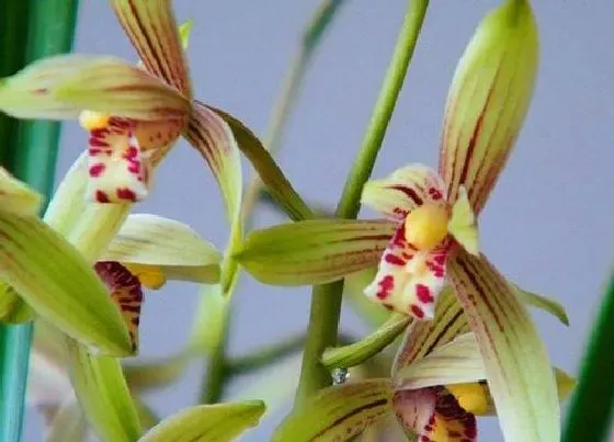 植物种类|什么兰花好看又好养且容易开花（新手适合养的兰花品种）