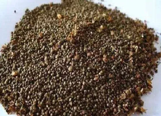 植物播种|冬苋菜怎么留种子