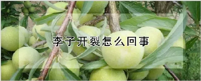 李子开裂怎么回事 | 自然知识