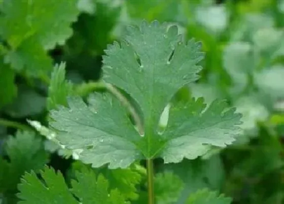 生长环境|香菜生长温度是多少 适宜生长气温