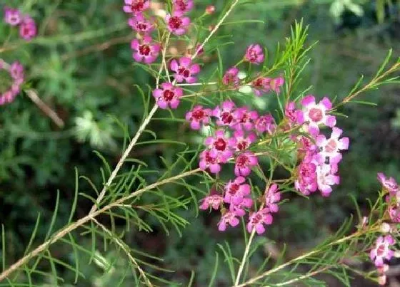 植物百科|红色腊梅是染色的吗（红色腊梅鲜花是纯天然的吗）