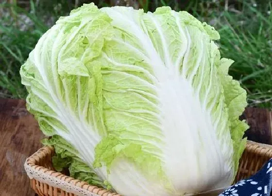 种植育种|大白菜种子的种植方法
