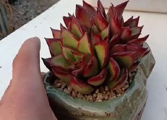 种植土壤|多肉植物种植方法步骤 正确栽植多肉的详细步骤图解