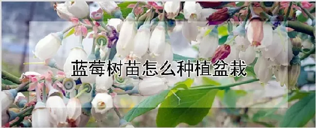 蓝莓树苗怎么种植盆栽 | 自然知识