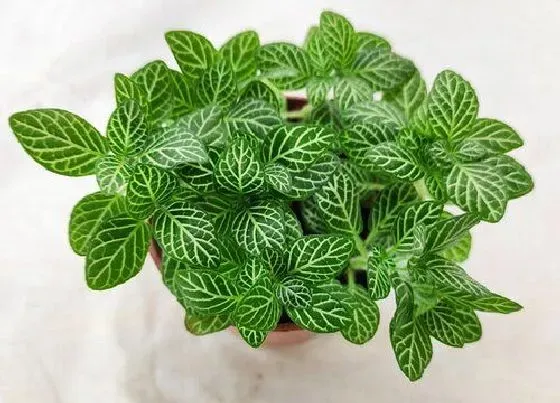 冬天植物|网纹草怎么过冬天