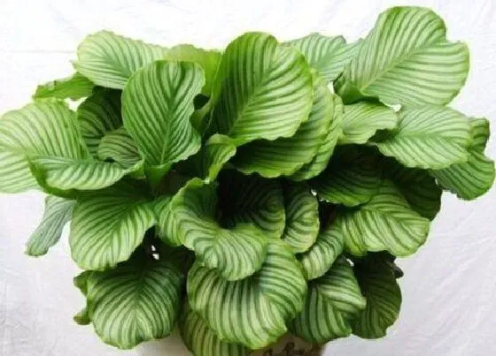 植物百科|青苹果竹芋开花吗 开花什么样子