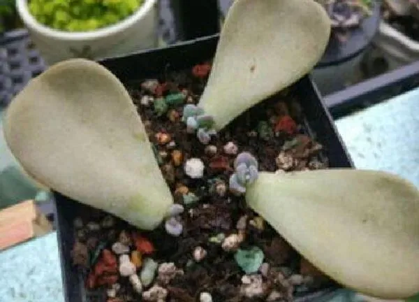 植物扦插|紫乐叶插多久发芽