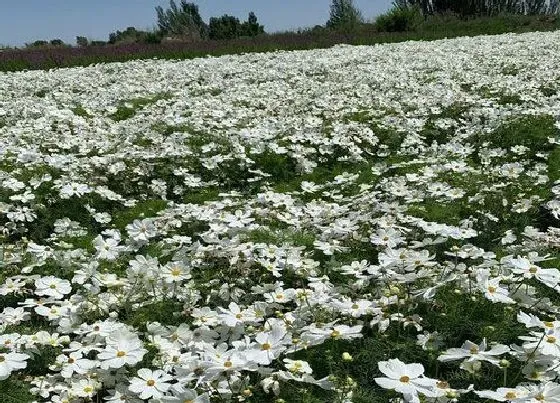 种植管理|太阳花耐涝吗