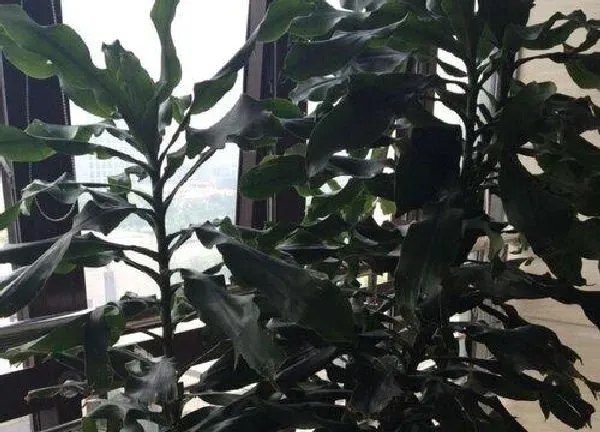植物浇水|时来运转怎么浇水方法