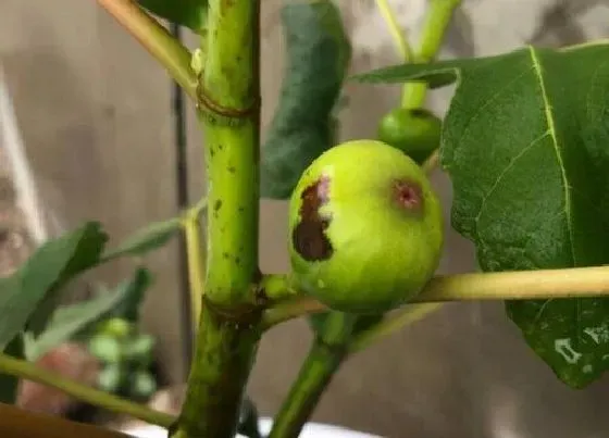 植物虫害|无花果树病虫害防治方法与技术措施