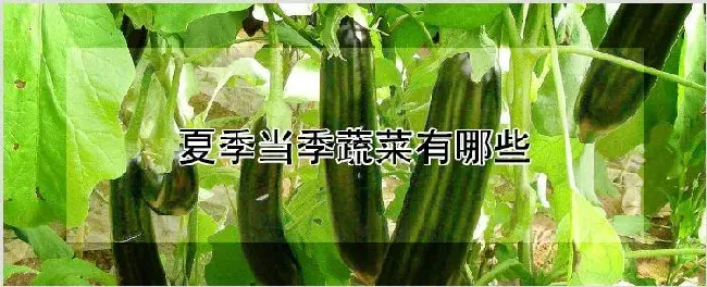 夏季当季蔬菜有哪些 | 养殖技术