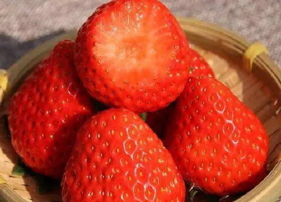 果实成熟|草莓几月份成熟上市