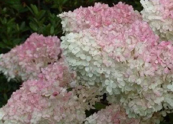 开花时间|圆锥绣球什么时候开花