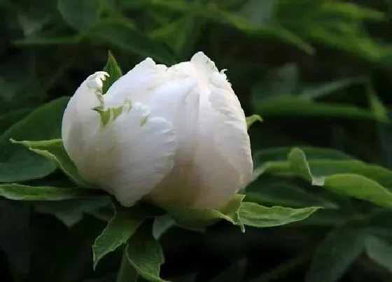 植物寓意|白色牡丹花的寓意和象征