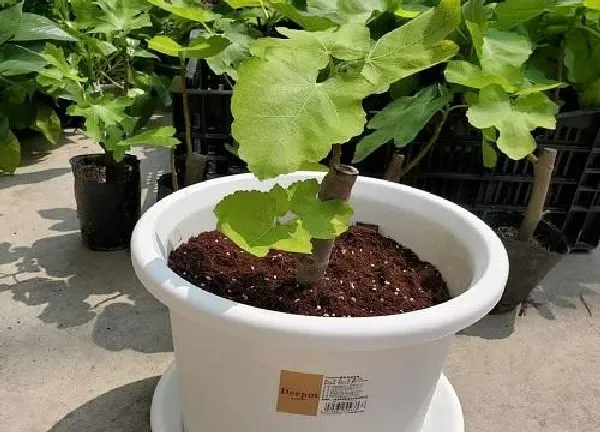 养殖科普|无花果树可以盆栽吗