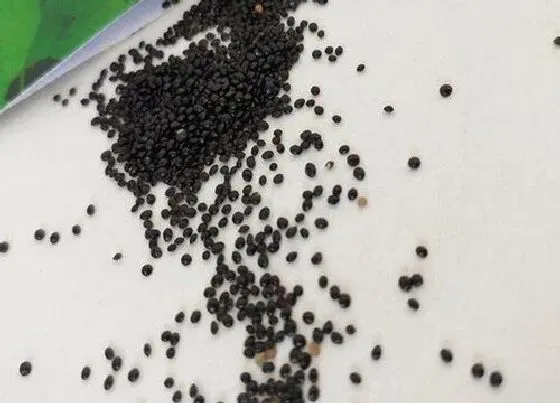 植物播种|冬苋菜怎么留种子