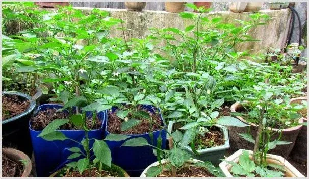 盆栽茄子怎么种植方法 | 农业技术