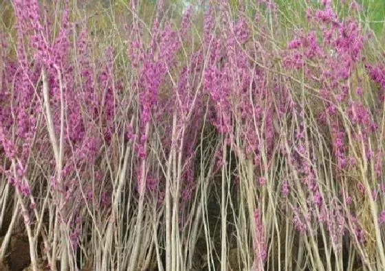 植物种类|紫荆是乔木还是灌木 属于什么类植物