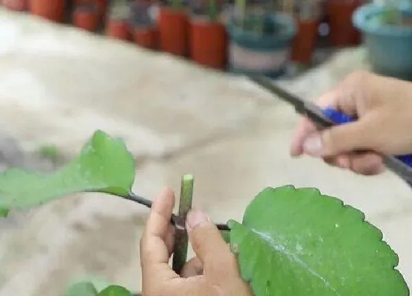 植物发芽|长寿花芽接最佳时间和技术方法