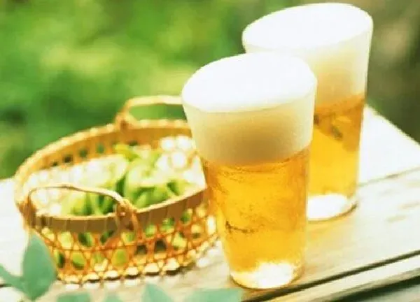 植物浇水|啤酒浇花好不好 不能直接浇，关键看正确的方法