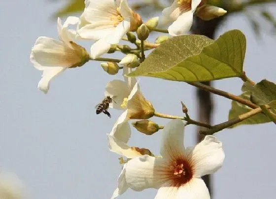 颜色花|油桐花是什么颜色的