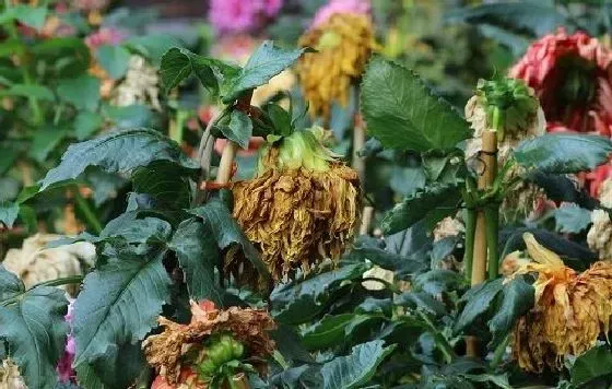 植物病害|大丽花病毒病症状与防治方法