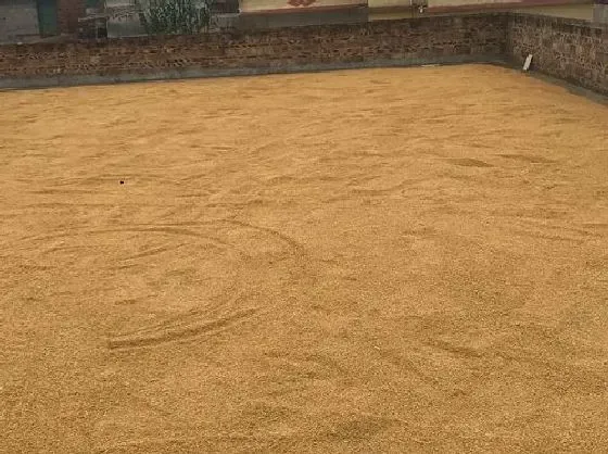 植物播种|水稻种子怎么来的 怎么获得