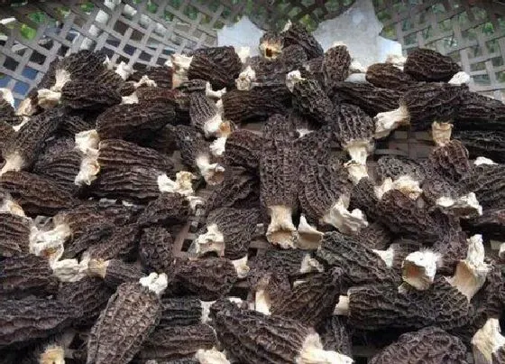 植物播种|羊肚菌怎么留种子 种子保存方法