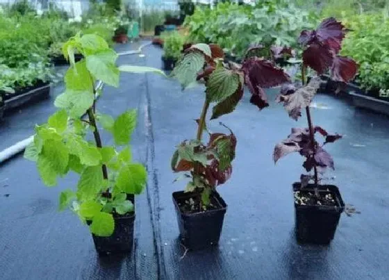植物百科|紫苏生长在什么地方
