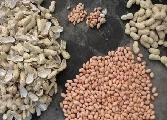植物百科|花生有种子吗