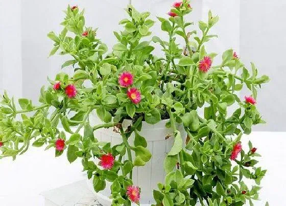冬天植物|牡丹吊兰怎么过冬天