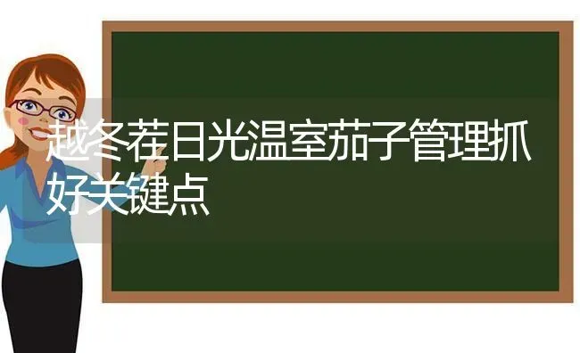 越冬茬日光温室茄子管理抓好关键点 | 蔬菜种植