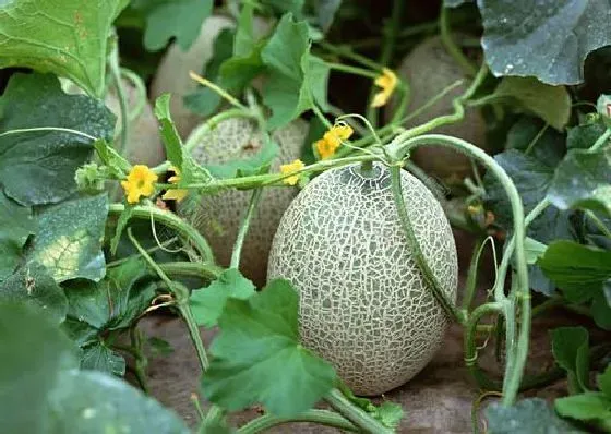 种植管理|哈密瓜的籽可以种吗