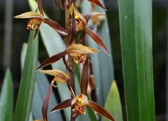 植物种类|什么兰花好看又好养且容易开花（新手适合养的兰花品种）