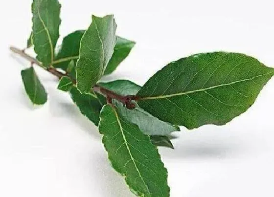 植物产地|香叶产地在什么地方 产地是哪里最好