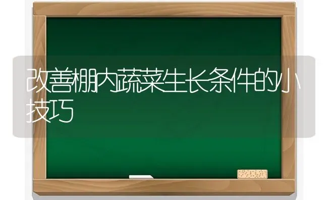 改善棚内蔬菜生长条件的小技巧 | 蔬菜种植