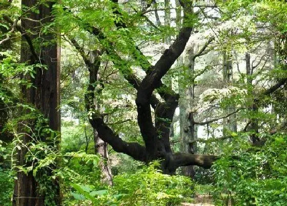 植物种类|月老树是什么树 又叫什么名字