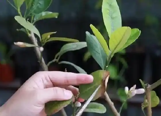 植物修剪|盆栽柠檬怎么修剪方法