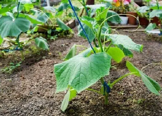 植物种类|黄瓜是被子植物吗