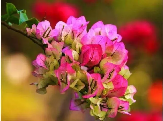 植物寓意|三角梅是哪个城市的市花（我国厦门的市花是三角梅吗）