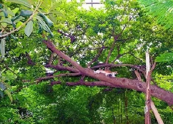 树木风水|和顺树风水作用与寓意