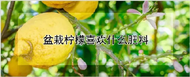 盆栽柠檬喜欢什么肥料 | 种植技术