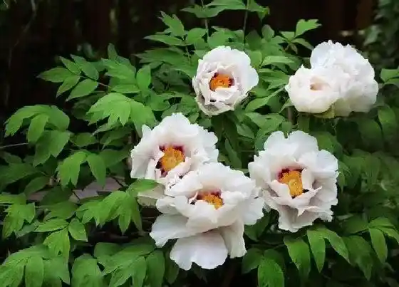 生长环境|油牡丹适合什么地方种植