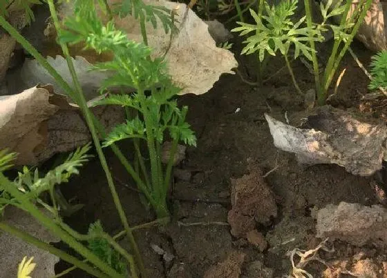 种植方法|胡萝卜种植时间和方法