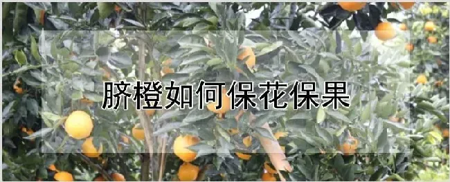 脐橙如何保花保果 | 养殖技术