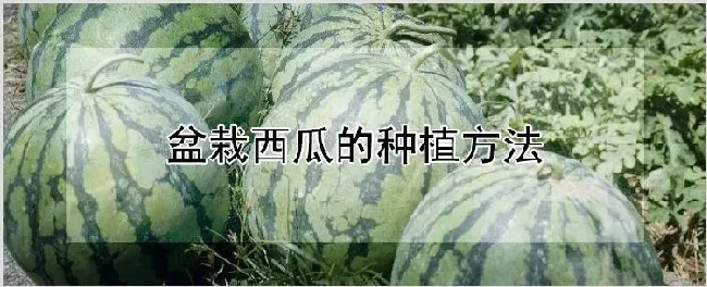 盆栽西瓜的种植方法 | 自然知识