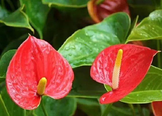 花语|红掌花语和寓意 代表什么象征意义