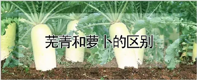 芜菁和萝卜的区别 | 养殖技术